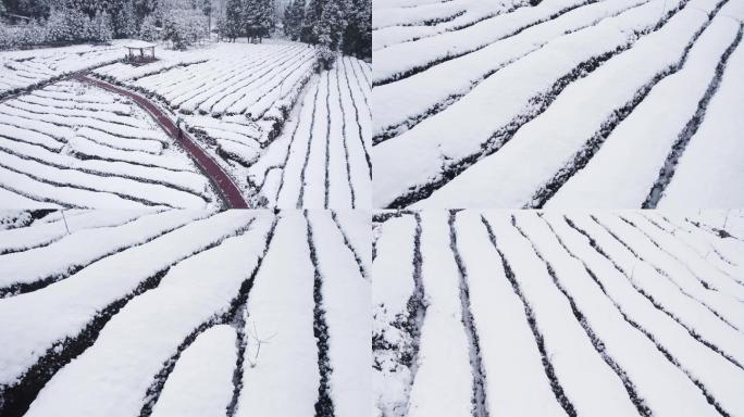 雅安高山茶园雪景