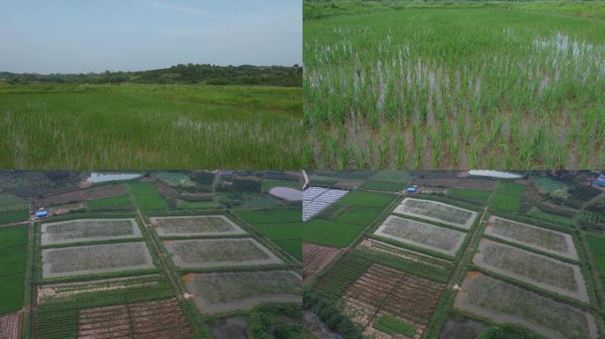 生态农业水稻种植航拍