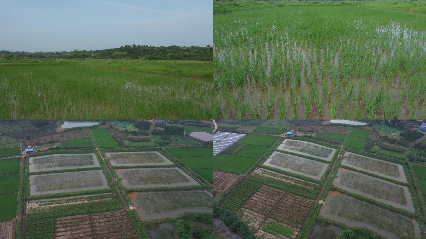 生态农业水稻种植航拍