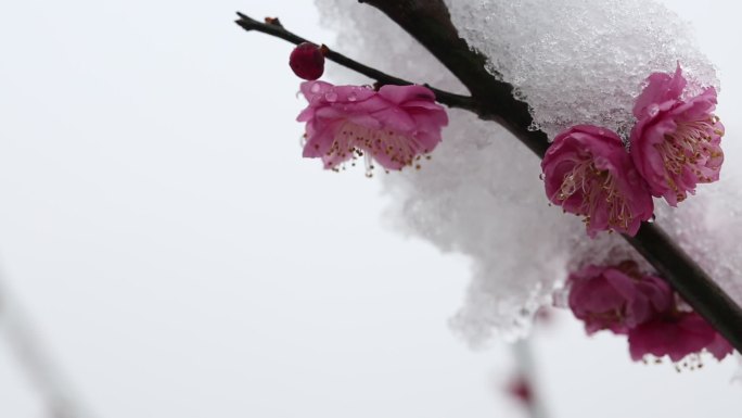 江南冬天梅园白雪红梅枝头梅花春暖花开