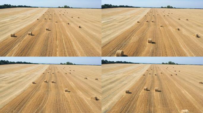 农场鸟瞰图水稻谷农业丰收稻田小麦粮食耕种