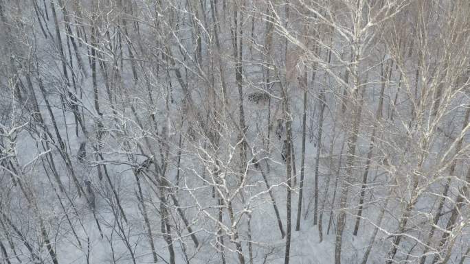 雪地里的野牛冬天野兽雪天雪地原始森林