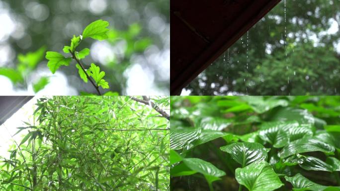 下雨特写雨滴绿植雨水公园空镜