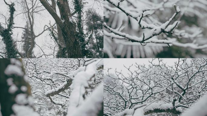 冬天雪景树空镜