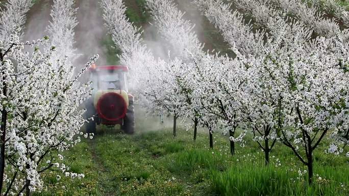 拖拉机在樱桃园喷洒杀虫剂