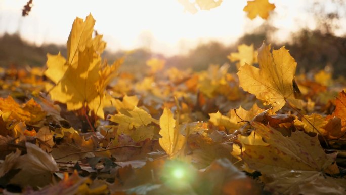 黄色秋叶缓缓落下的细节视图