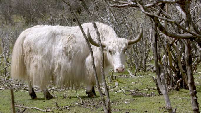 高原白色牦牛