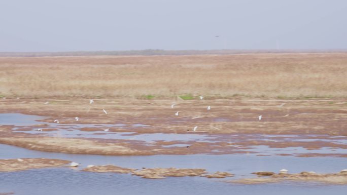 冬季洞庭湖湿地飞鸟