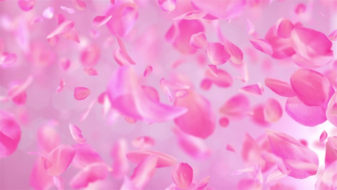 粉色玫瑰花瓣背景唯美情人节