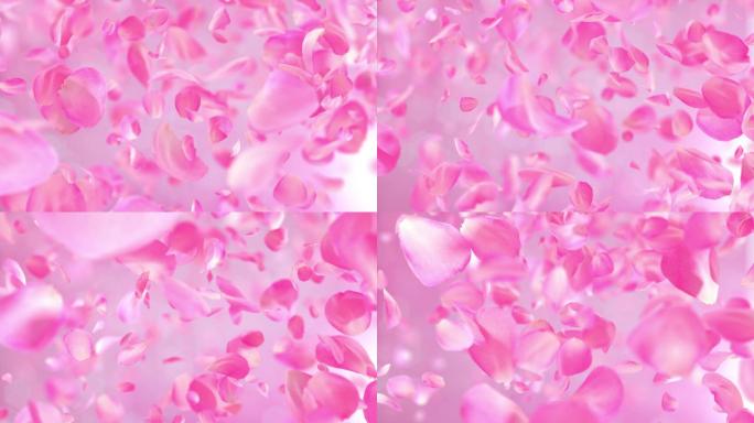 粉色玫瑰花瓣背景唯美情人节