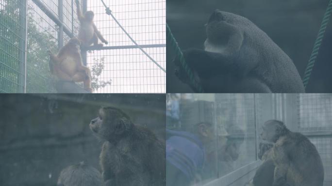 猴子 金丝猴 爬树 野生 参观 动物园