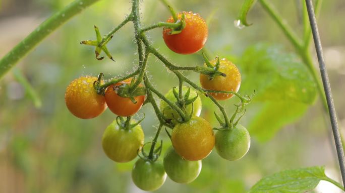 在雨中的番茄有机生态绿色天然自然美味食材
