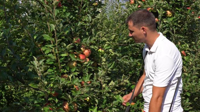 年轻的农民在果园里摘苹果