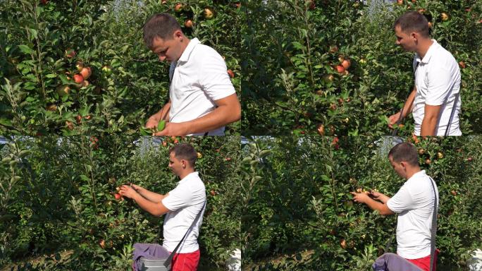 年轻的农民在果园里摘苹果