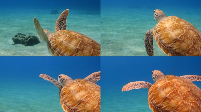 海龟大海龟游动海里