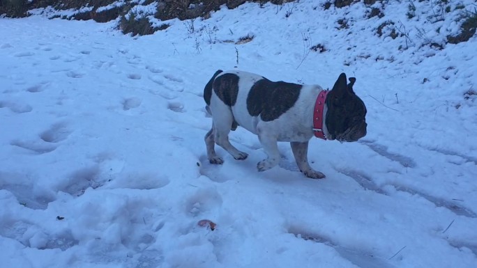 法国斗牛犬在晨光中穿过雪山。