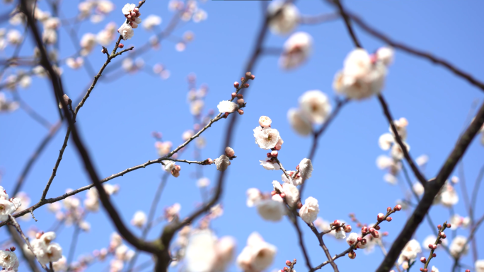 梅花开了