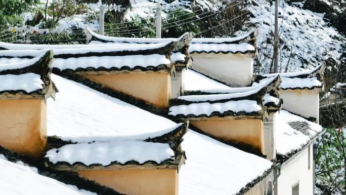 实拍雪景冬日茶园