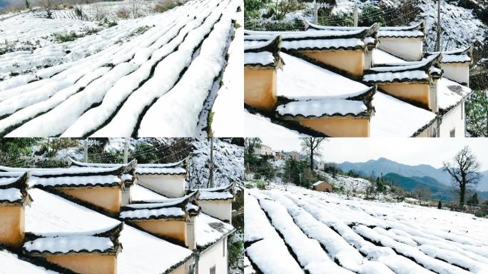 实拍雪景冬日茶园