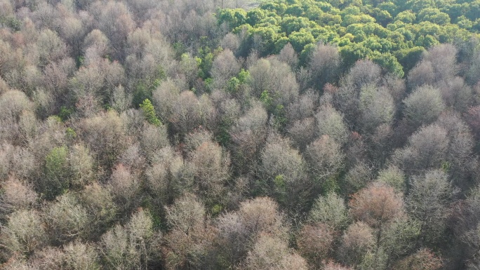 4K原素材-航拍经济林植树造林