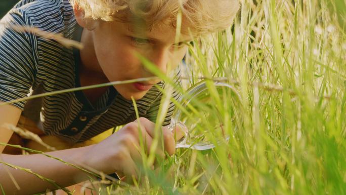男孩用放大镜探索植物和昆虫的生活。