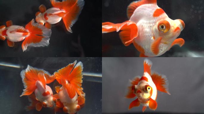 红白花色蝶尾金鱼