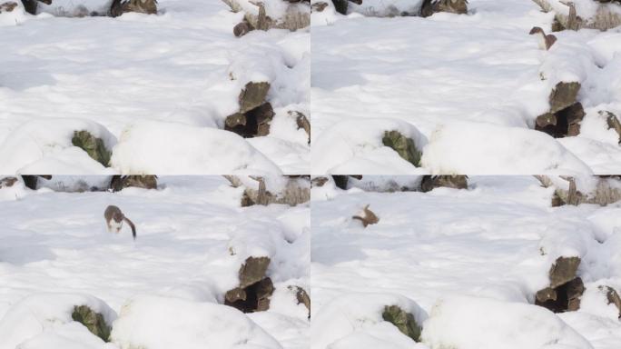 白鼬雪地里的精灵快乐嬉戏雪貂