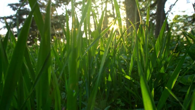 日出时，穿过草地上的绿草。