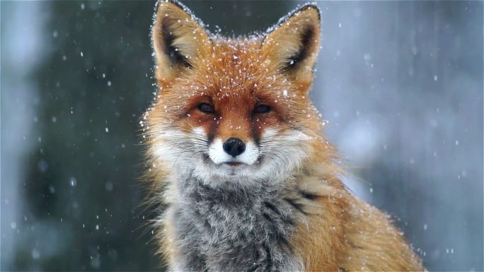 狐狸野外野性美狐