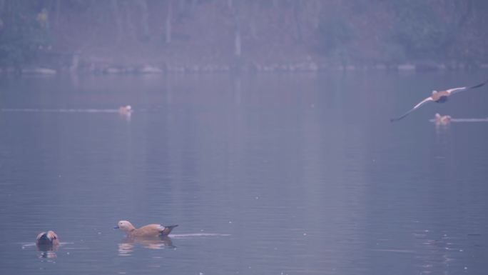 天鹅戏鱼鸳鸯湖面动物园