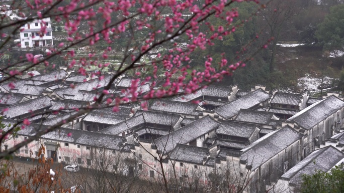 江南古建筑千柱屋红梅白雪白墙黑瓦中国风