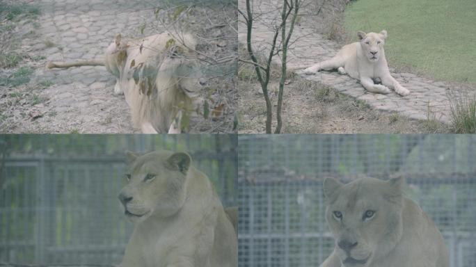 狮子 野生 参观 动物园 乐园