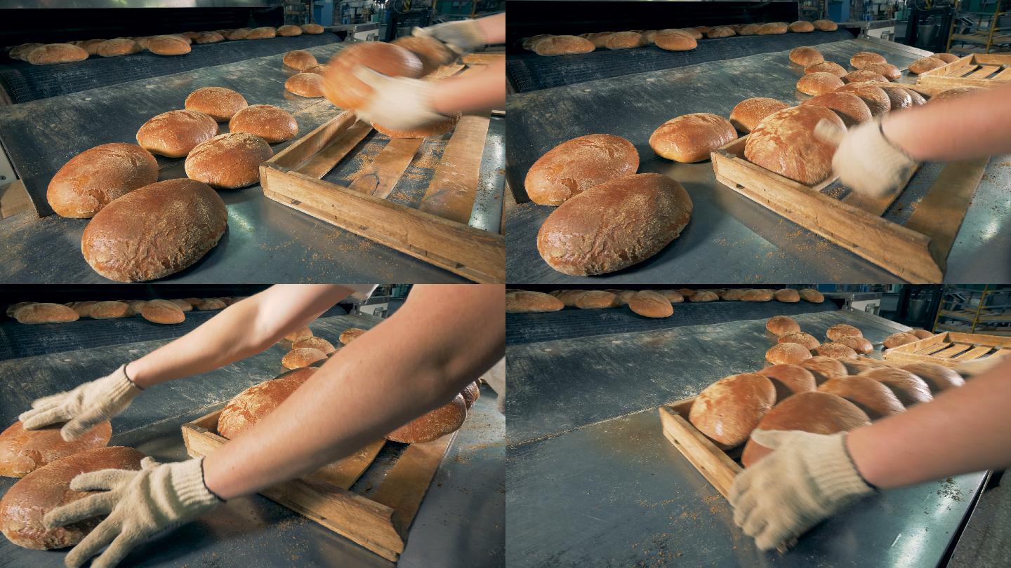 面包师把新鲜的烤面包放在托盘上