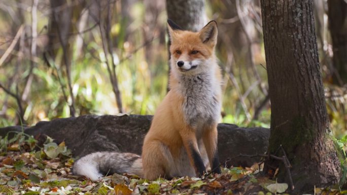 绿林中的红狐唯美阳光森林树叶逆光竹林柳树