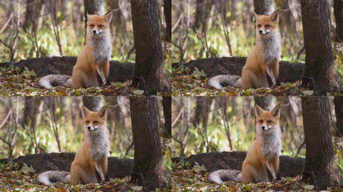 绿林中的红狐唯美阳光森林树叶逆光竹林柳树
