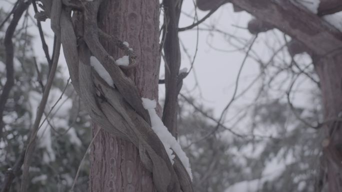 走廊雪景