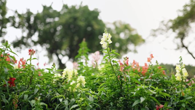 4k唯美实拍春天花海百花盛开