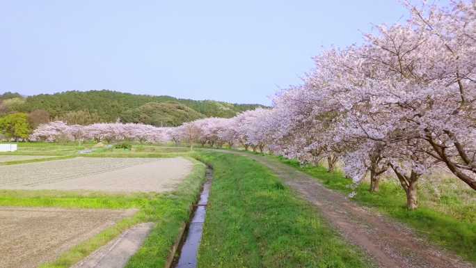 沿着小路往前走，一排樱花盛开。