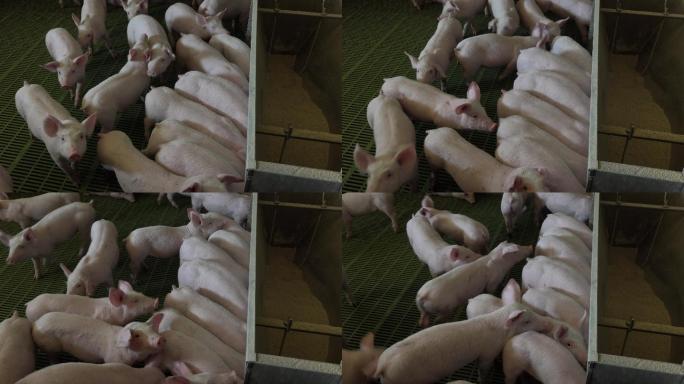 养猪场有很多猪喂猪猪场猪栏