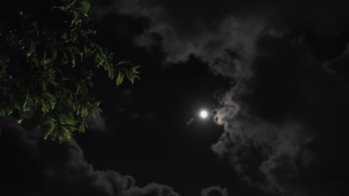 树枝剪影后的云朵和满月
