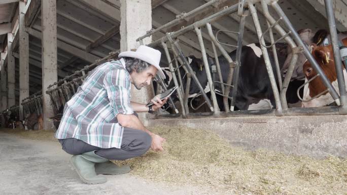 现代奶牛场视频素材