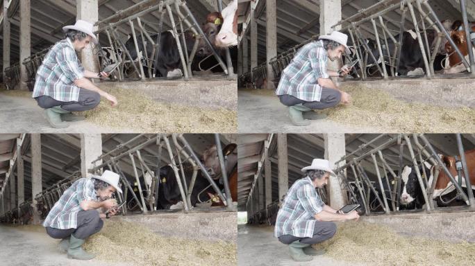 现代奶牛场视频素材