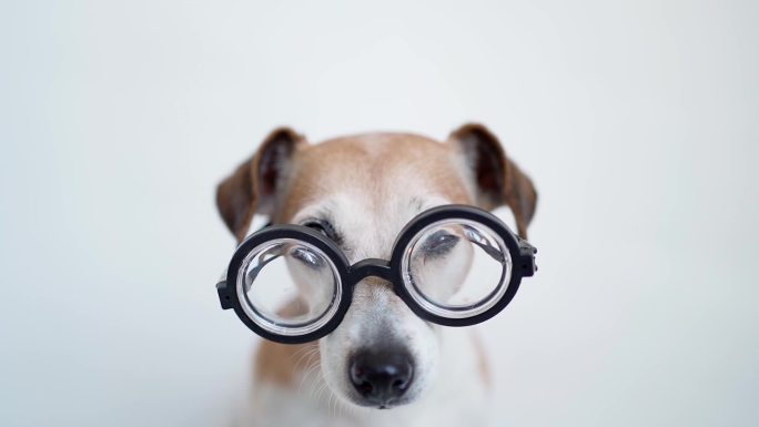 戴着眼镜的小狗家庭养犬萌宠玩耍狗粮广告