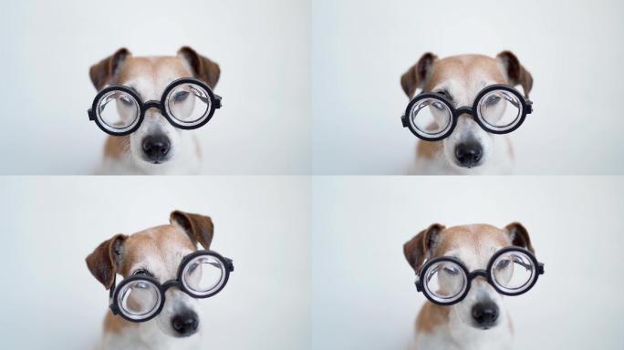 戴着眼镜的小狗家庭养犬萌宠玩耍狗粮广告