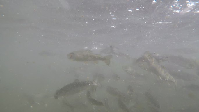 水产养殖 水下拍摄 鱼群特写