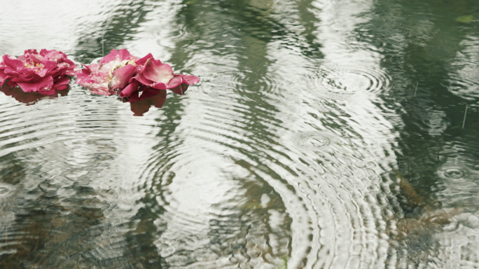 【4K】花朵落在水面上慢动作升格唯美意境