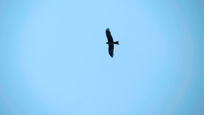 一只在蓝天上盘旋的猎鹰