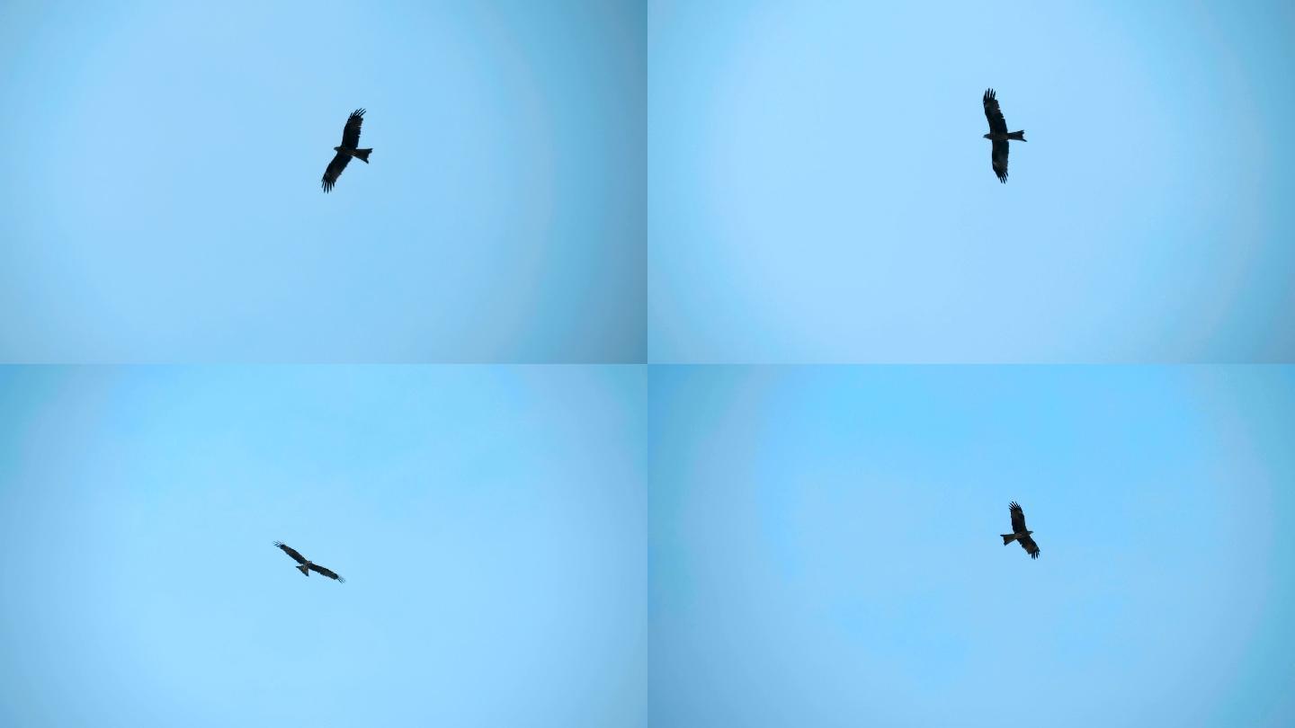 一只在蓝天上盘旋的猎鹰