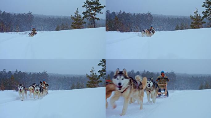 哈士奇雪橇阿拉斯加雪橇犬拉雪橇雪橇犬