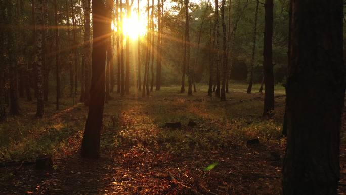 早晨的森林树林晨光朝阳晨曲温暖红日